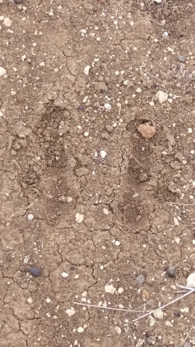 Kangaroo tracks in Pinkerton Link
