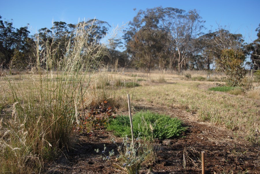 2014 View south showing connection and ground cover plants