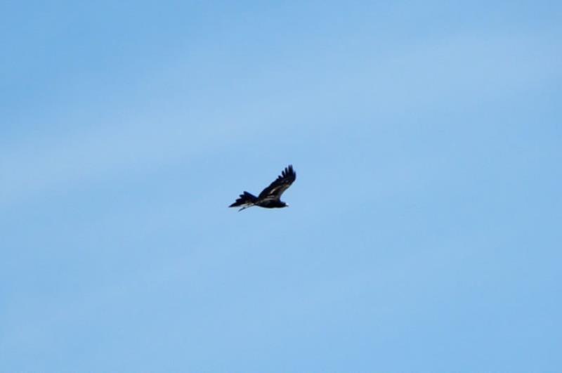 Adult Wedge-tailed Eagle over Werribee River