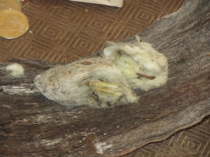 Cast pellet found beneath eagle’s nest 9th September 2012