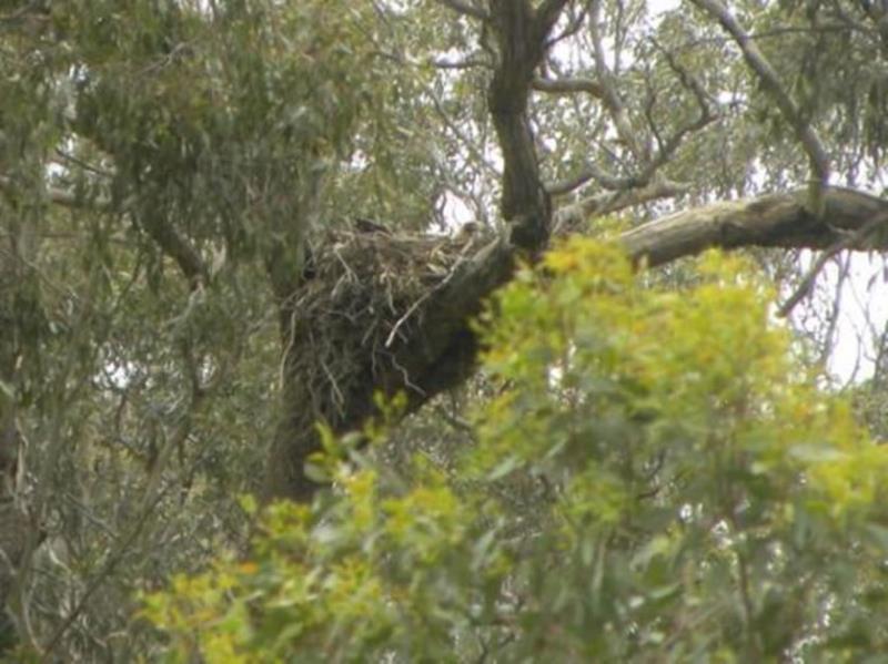 Closeup of Wedge-tailed Eagle on nest 15th October 2012
