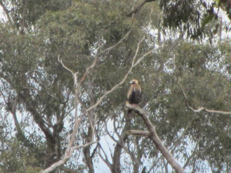 Wedge-tailed Eagle roosting 20 September 2012
