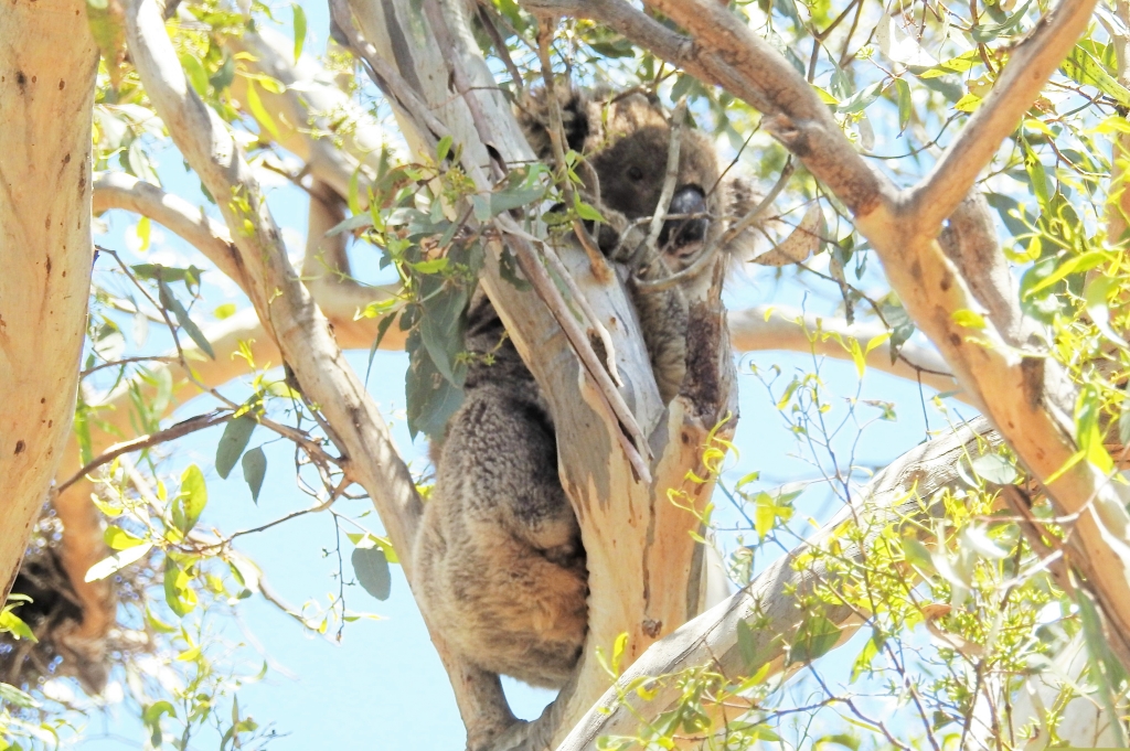 Koala in Pinkerton Forest 6Jan 2019