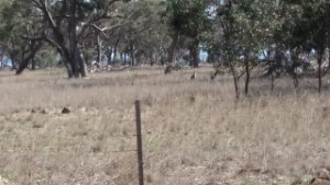 grey kangaroos in pinkertonforest sm