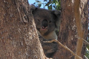 koala beside pinkerton graves sm