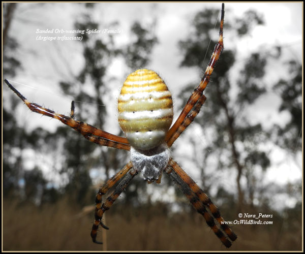 Banded Orb-weaving Spider (Argiope-trifasciata) (Female) C-bpa-D-8-4-12