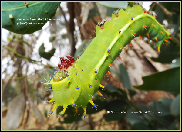 Emperor Gum Moth Caterpillar (Opodiphthera-eucalypti) C-bpa-D-8-4-12