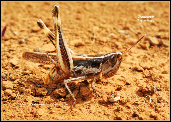 Grasshopper (laying-eggs) C-bpa-D-8-4-12