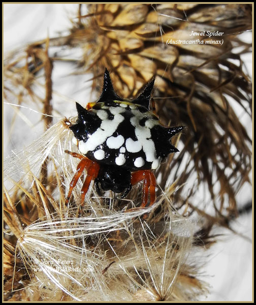 Jewel Spider (Austracantha-minax) C-bpa-D-8-4-12