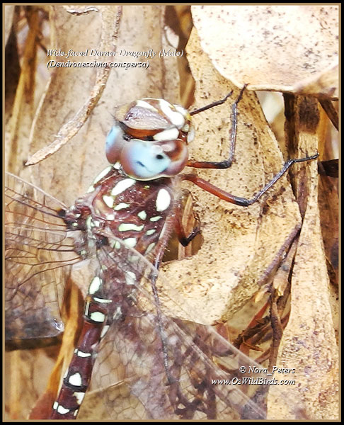 Wide-faced Darner Dragonfly - Dendroaeschna conspersa (male)-d-8-4-12.jpg
