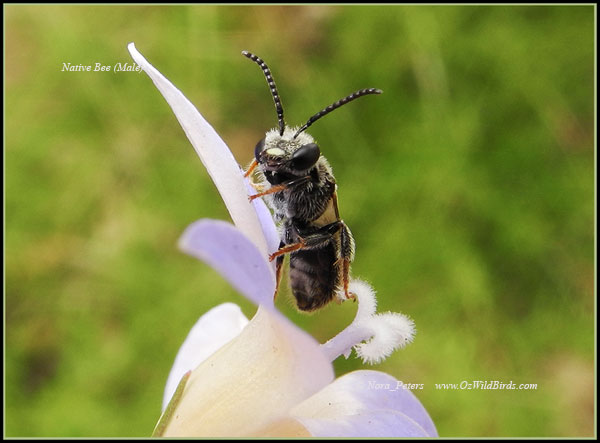 Native Bee (M)-C-bpa-D-8-4-12