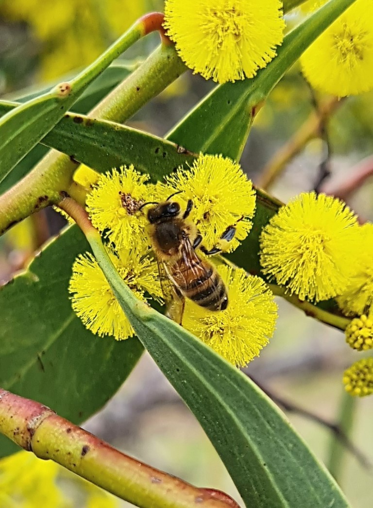 Golden Wattle (Acacia pycantha) with European Honey Bee (Apis mellifera)