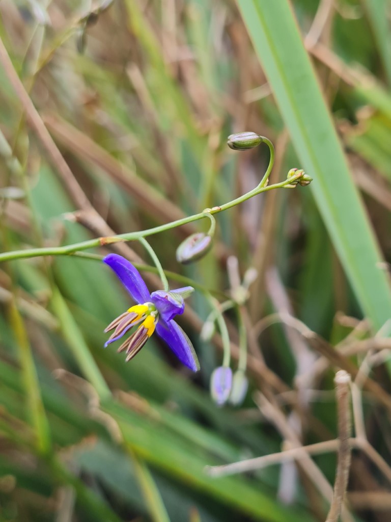 Flax Lily (Dianella sp.):