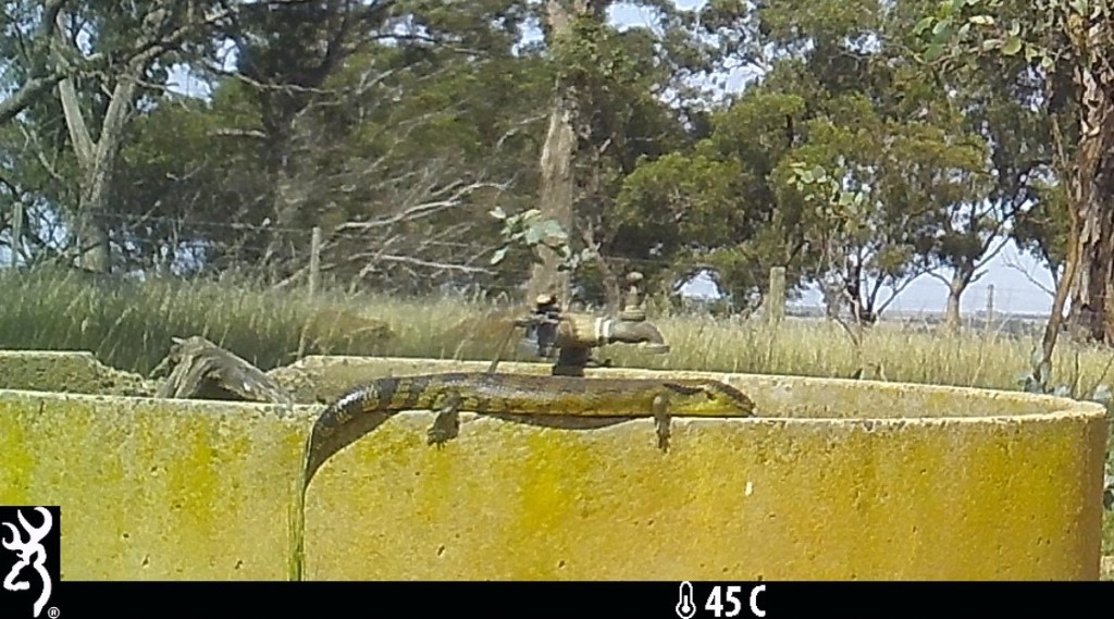 Blue tongued Lizard on water trough Pinkerton-March 2020 closeup