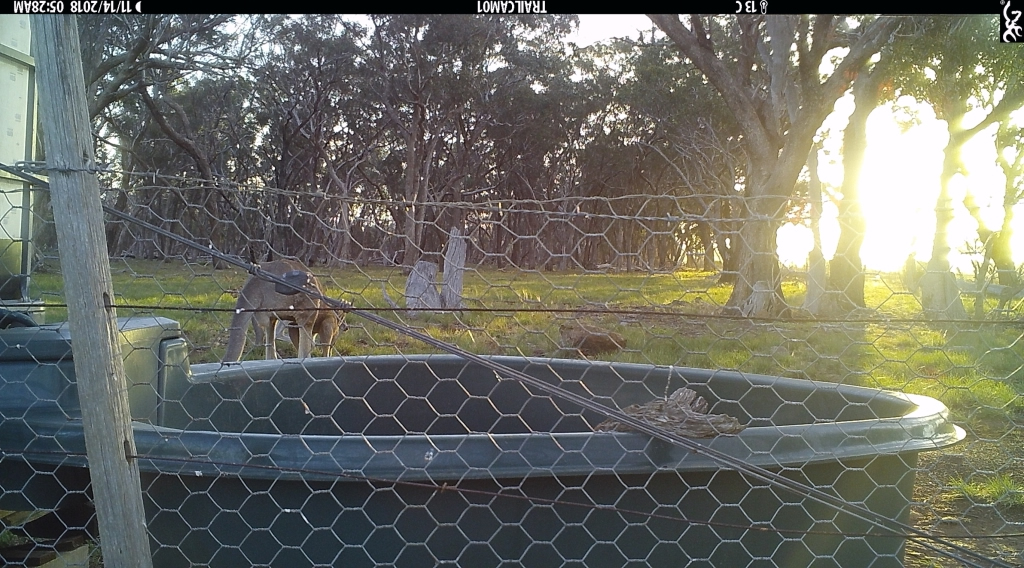 Kangaroo at sunrise