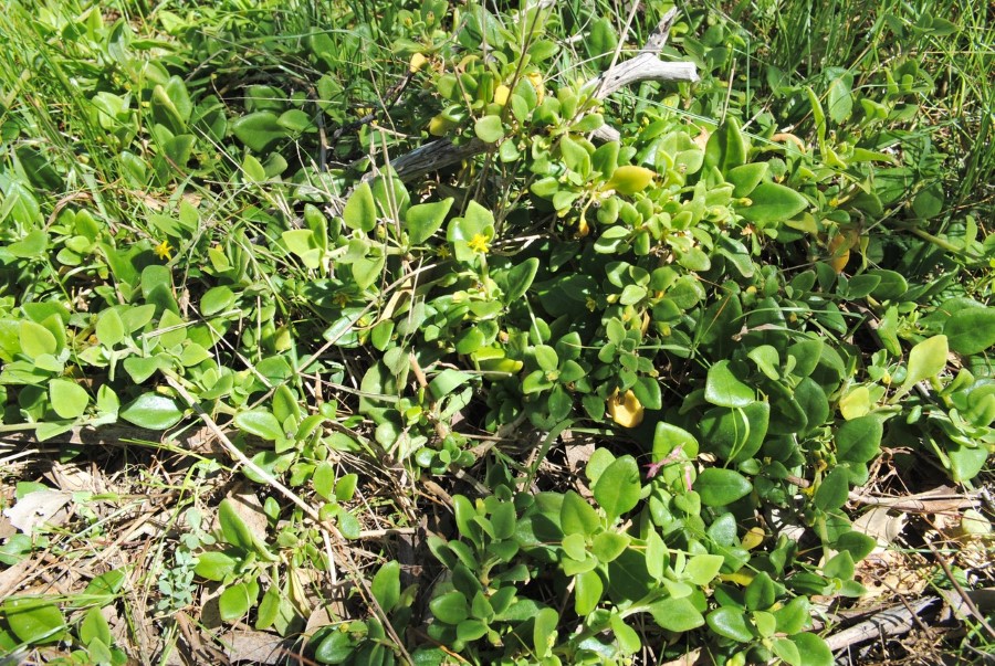 Bower spinach (Tetragonia implexicoma)