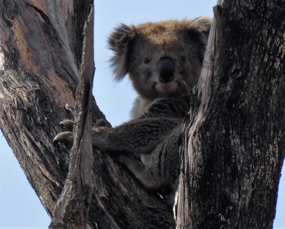 Koala Eeynesbury-10 Feb 2016