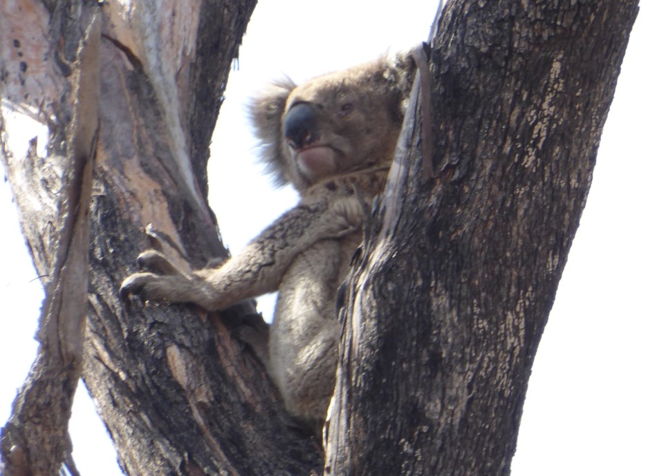 Koala Eynesbury-10 Ffeb 2016