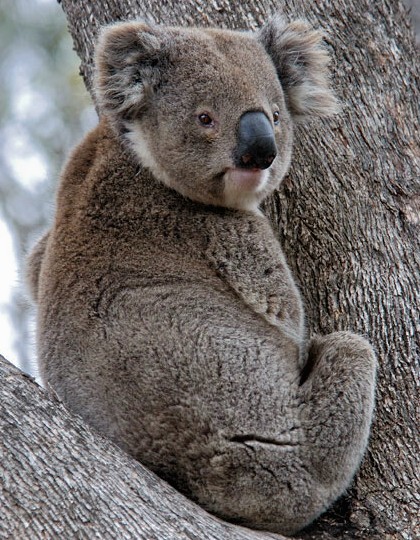 koala Nora Eynesbury 10 Dec 2007
